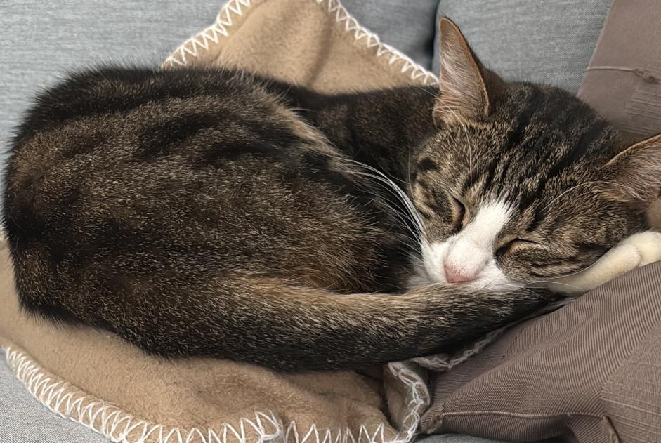 Vermisstmeldung Katze Männliche , 1 jahre Pléhédel Frankreich Vermisstmeldung Katze Männliche , 1 jahre Pléhédel Frankreich