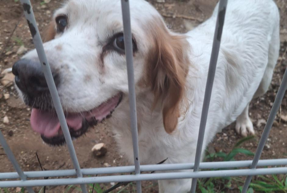Discovery alert Dog  Female , 12 years Saint-Bauzille-de-Putois France