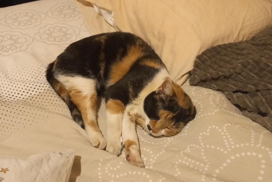 Alerta de Desaparición Gato cruce Hembra , 10 años Floing Francia