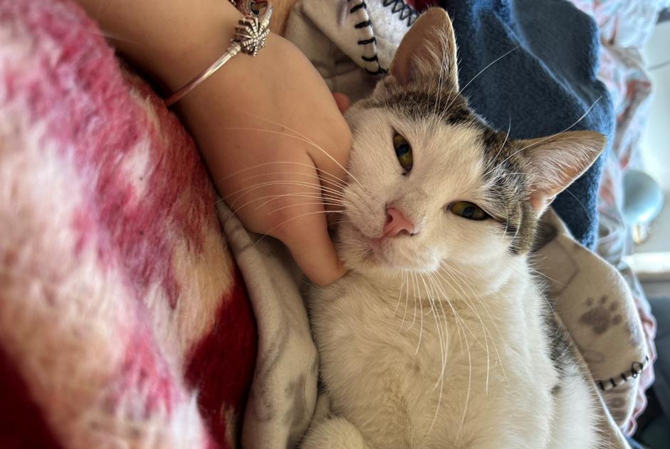 Alerta de Desaparición Gato Macho , 3 años Saze Francia