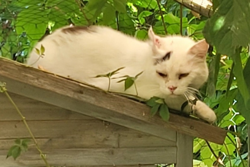 Alerta de Hallazgo Gato Desconocido Mercus-Garrabet Francia