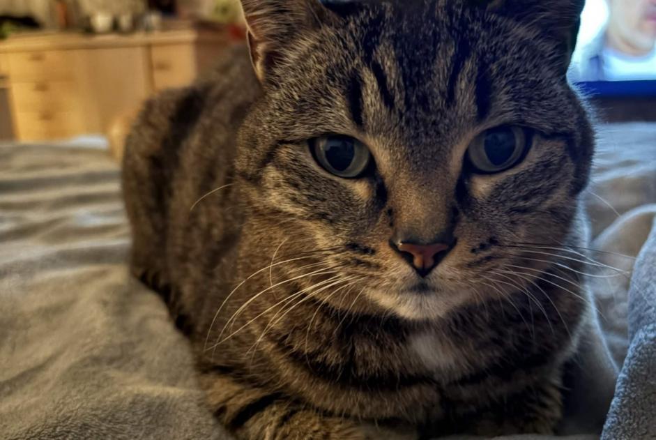 Alerte Disparition Chat Mâle , 14 ans Nice France Alerte Disparition Chat Mâle , 14 ans Nice France