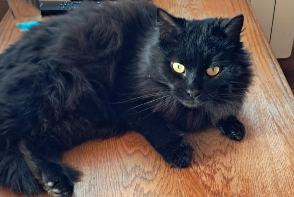Alerte Disparition Chat Femelle , 6 ans Geneuille France Alerte Disparition Chat Femelle , 6 ans Geneuille France