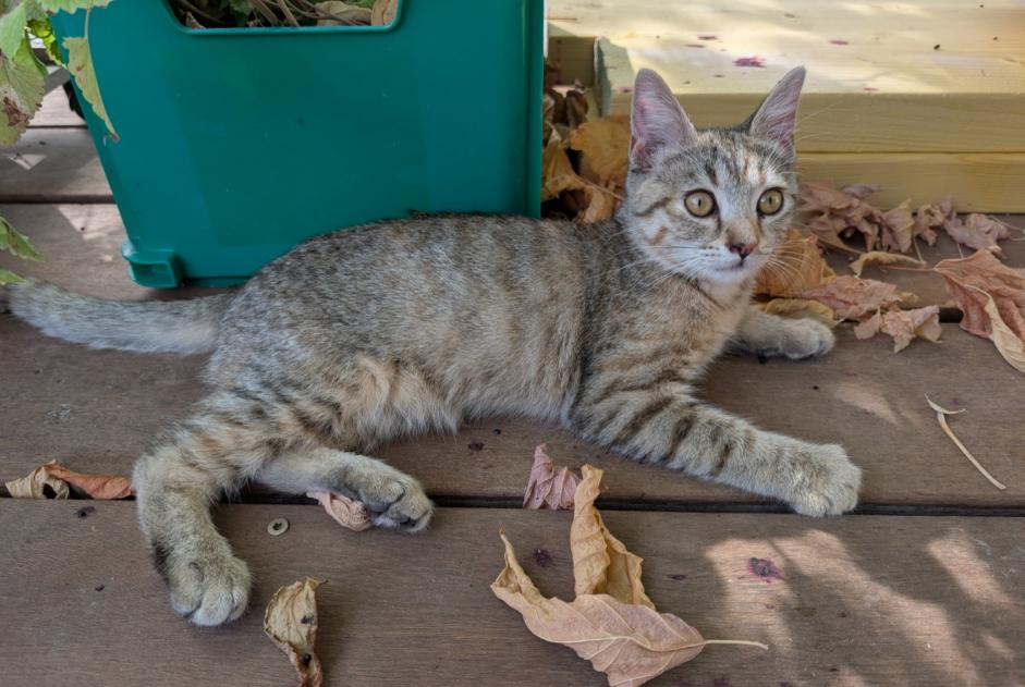 Alerte Disparition Chat Femelle , 0 ans Villenave-d'Ornon France Alerte Disparition Chat Femelle , 0 ans Villenave-d'Ornon France