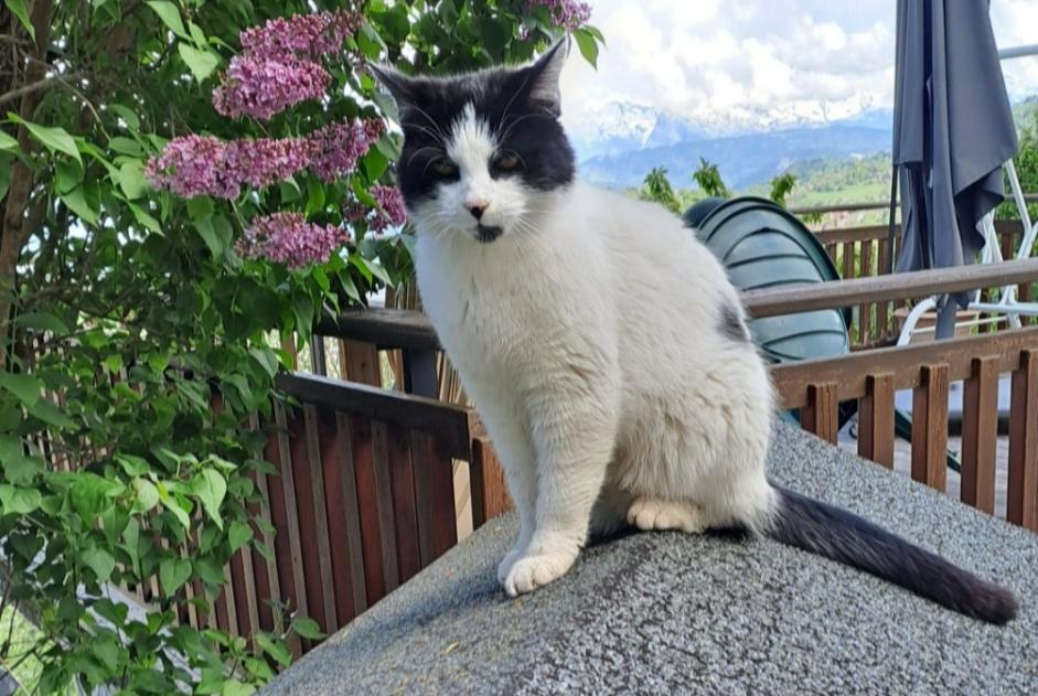 Alerte Disparition Chat Mâle , 6 ans Brizon France Alerte Disparition Chat Mâle , 6 ans Brizon France