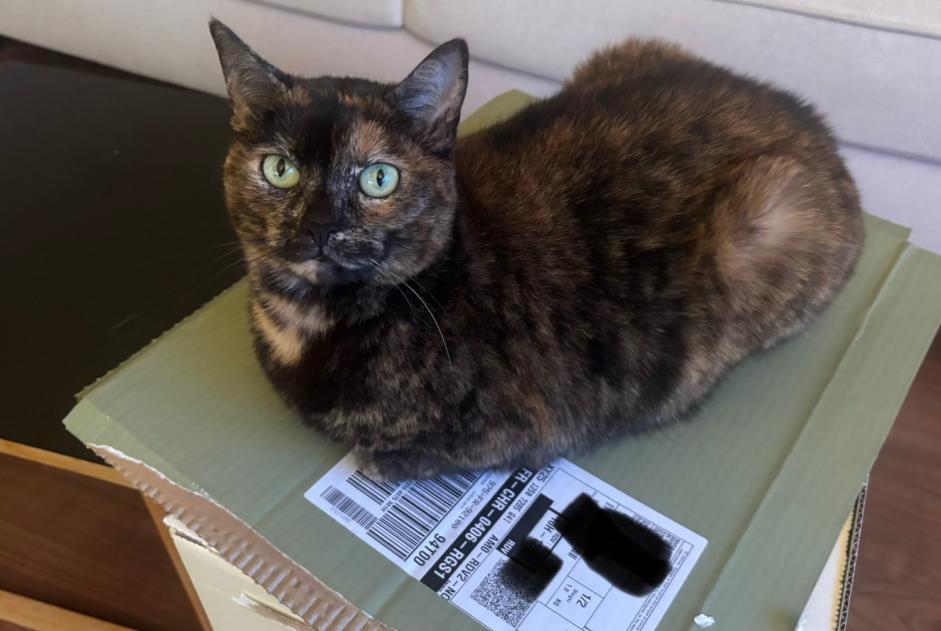 Alerte Disparition Chat croisement Femelle , 6 ans Boulogne-Billancourt France