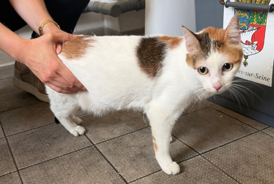 Alerte Découverte Chat Femelle Asnières-sur-Seine France