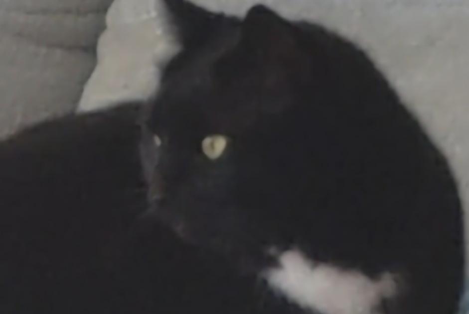 Avviso scomparsa Gatto Femmina , 5 anni Varilhes Francia